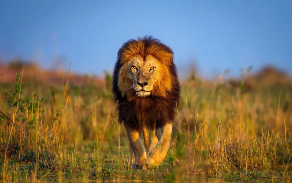 A juba dos leoes pode representar qualidades reprodutivas