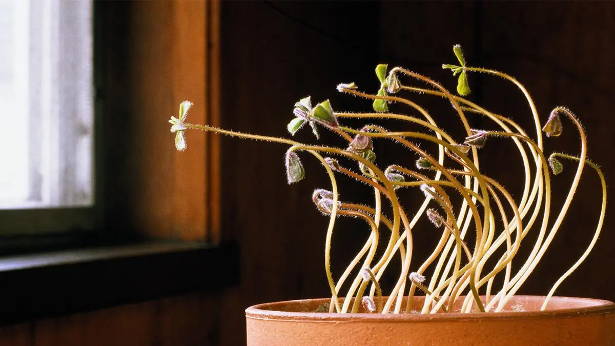 É possível cultivar plantas com luz artificial