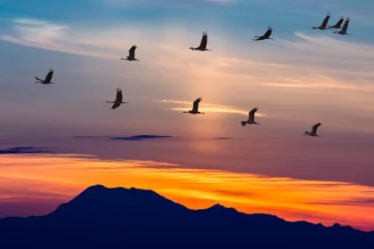 Por que as aves migram