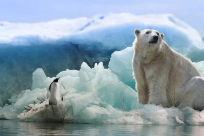 Quantos ursos polares existem no mundo