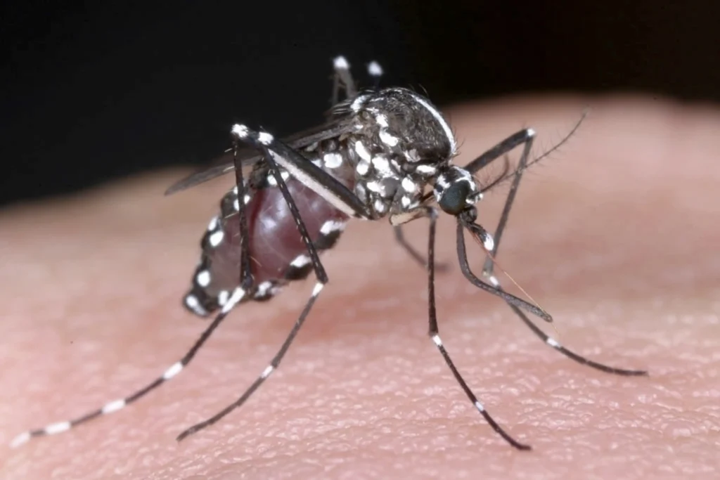 A importancia dos mosquitos nos ecossistemas