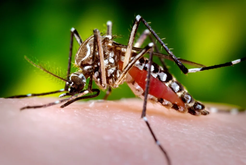 A utilizacao de mosquitos em eventos historicos
