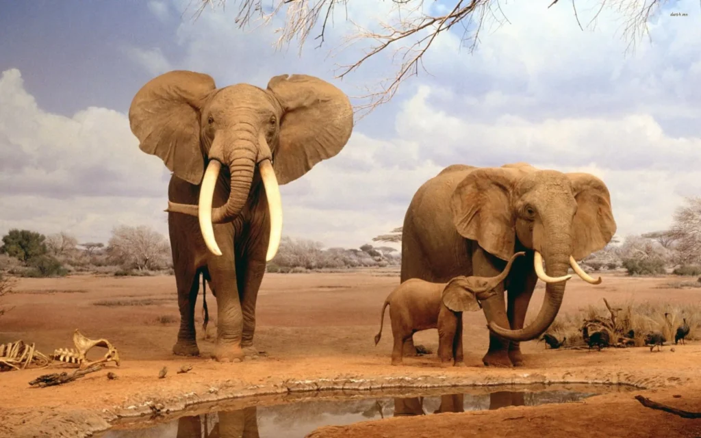 As variacoes do esmagamento por elefante