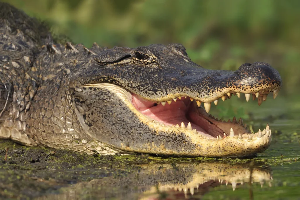 Diferenca entre Crocodilo e o Jacare Guia Completo