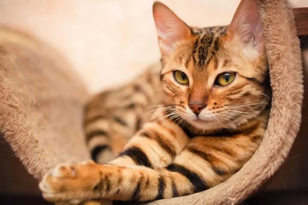 Vamos aos 7 Mitos sobre os gatos que todo mundo acredita