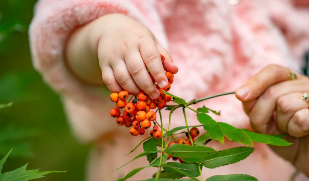 4 beneficios da pimenta rosa