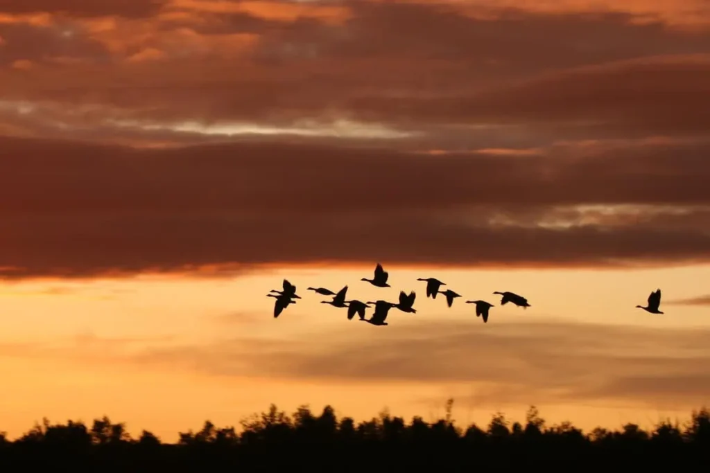 As aves migram em busca de comida