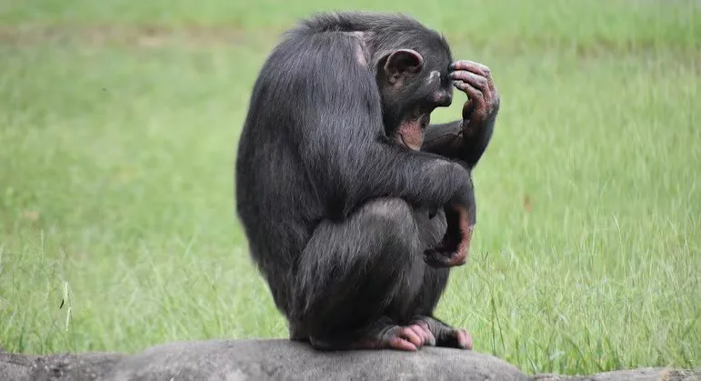 Chimpanzes tem mais cabelo que humanos