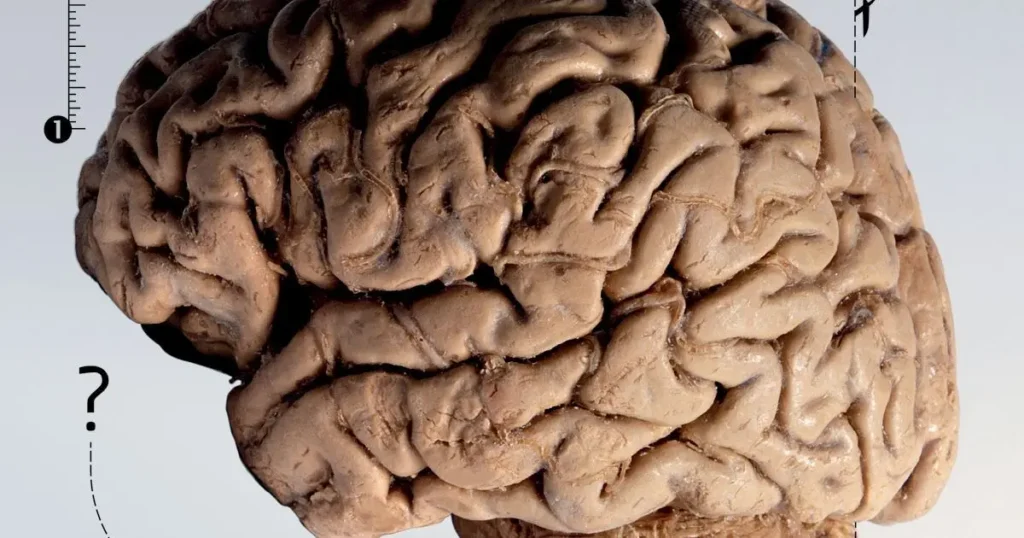 Curiosidades incriveis sobre o cerebro humano
