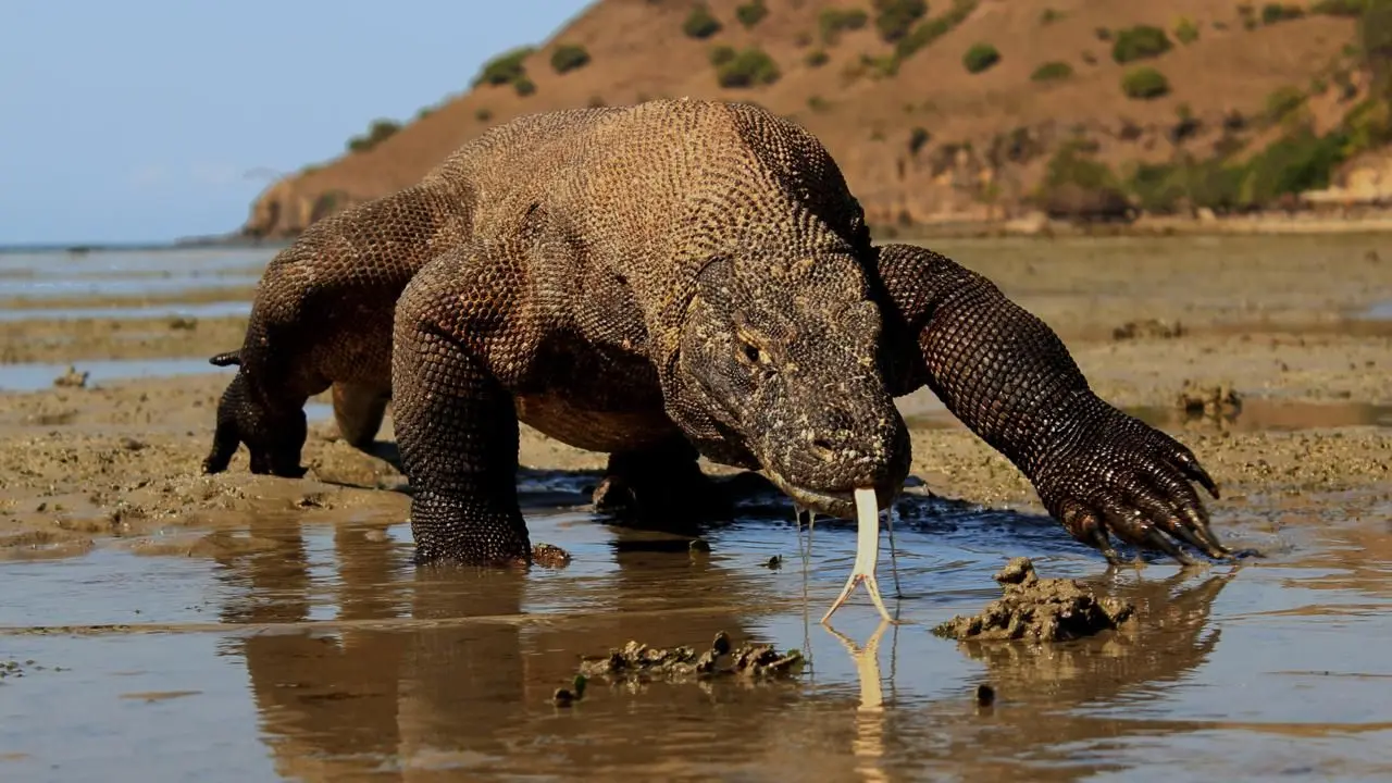 Dragão de Komodo O Predador com Dentes de Ferro