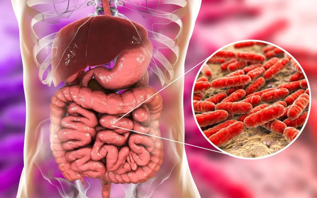 Entendendo como as bacterias do intestino ajudam a quebrar os alimentos