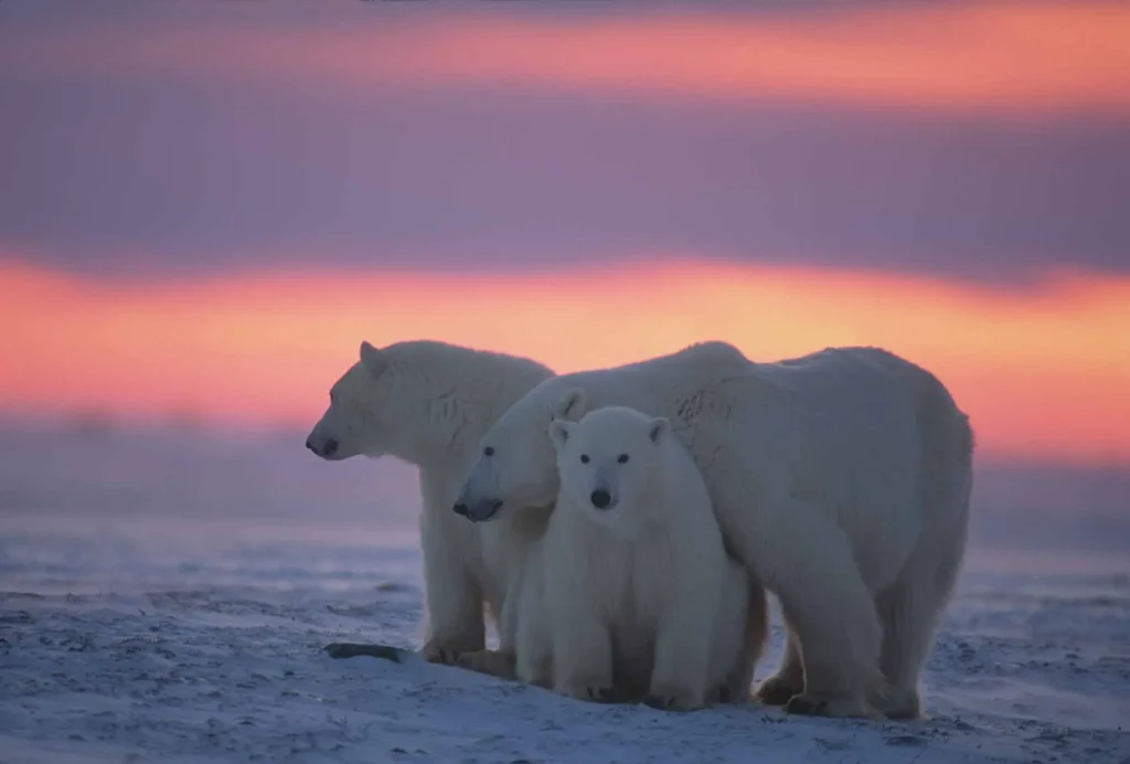Os ursos polares correm perigo de extincao